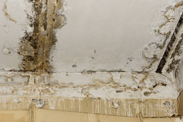 Best Emergency Mold Remediation  in Camp Swift, TX