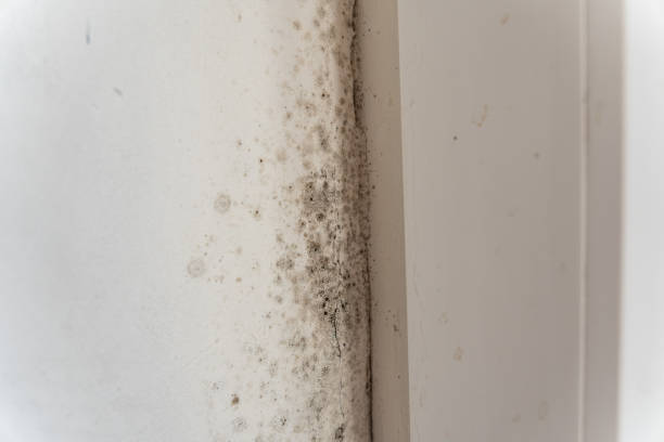 Best Black Mold Removal  in Camp Swift, TX
